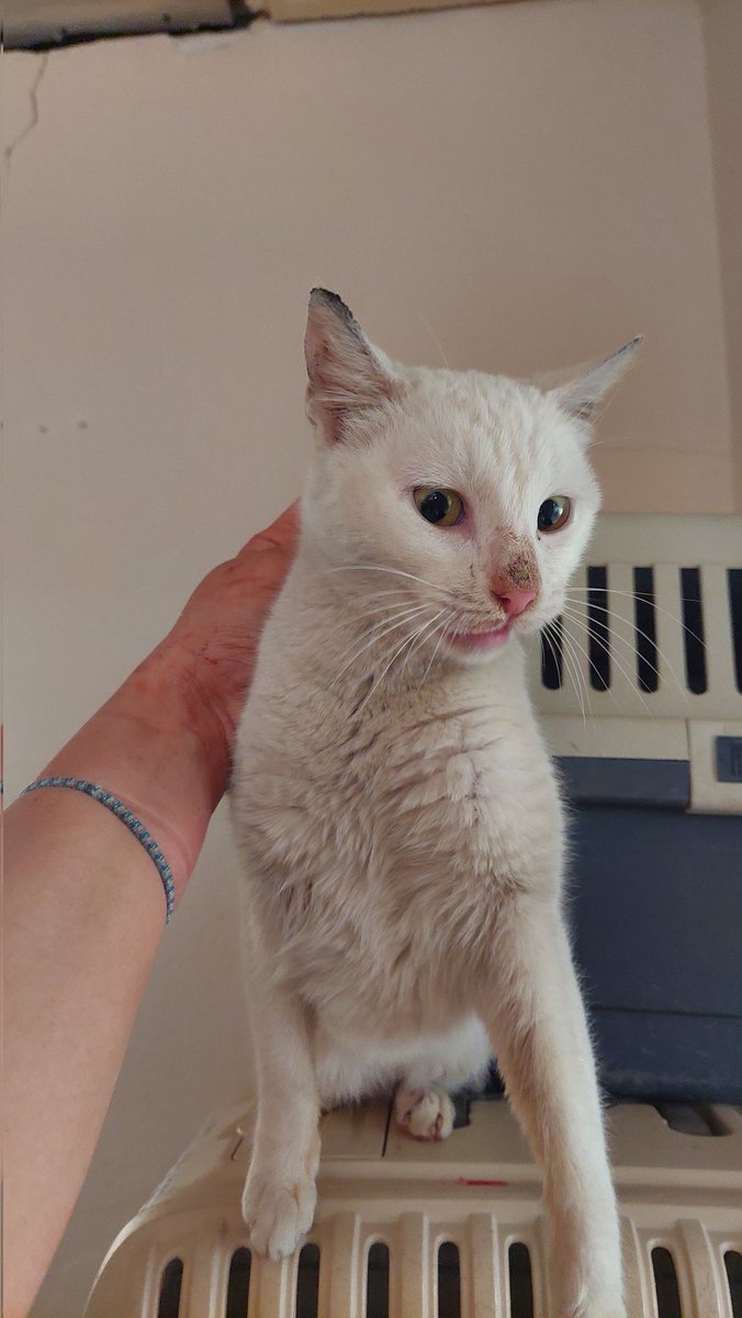 Kısırlaştırdım. Şu an iyileşme süreci için evimde tutuyorum. Hâlini görüyorsunuz, sokaklarda sefil olmuş. Bir yuvası olursa kilo alır, temizlenir, sevgiyle ışıldar. Sokaklara dönmesin, hayatını ben değiştireyim diyen yuvasını arıyor. İzmir'de. İletişim bana mesaj.