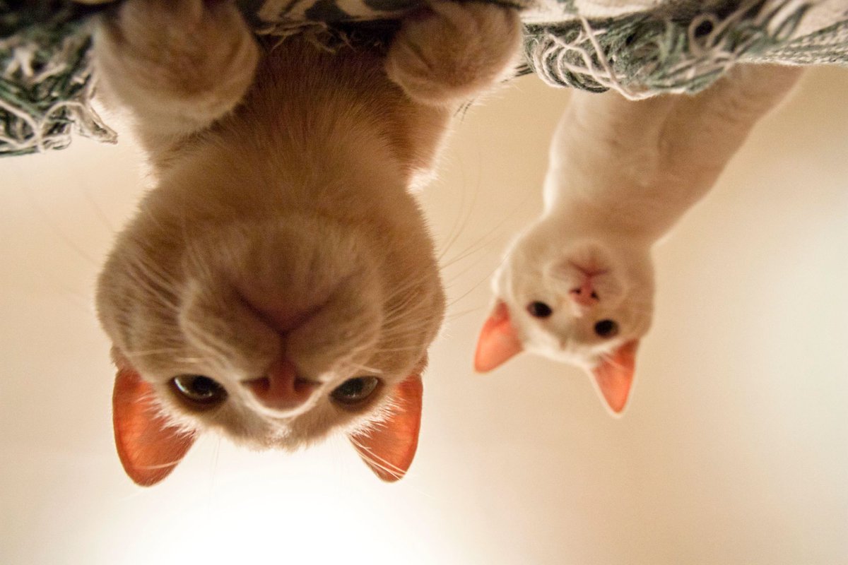 Witzshared - The Blog tweet media