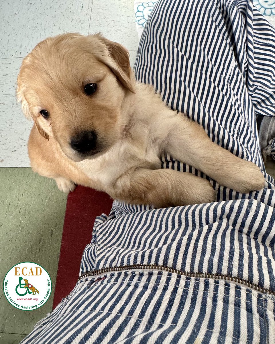 ECAD Service Dogs tweet media