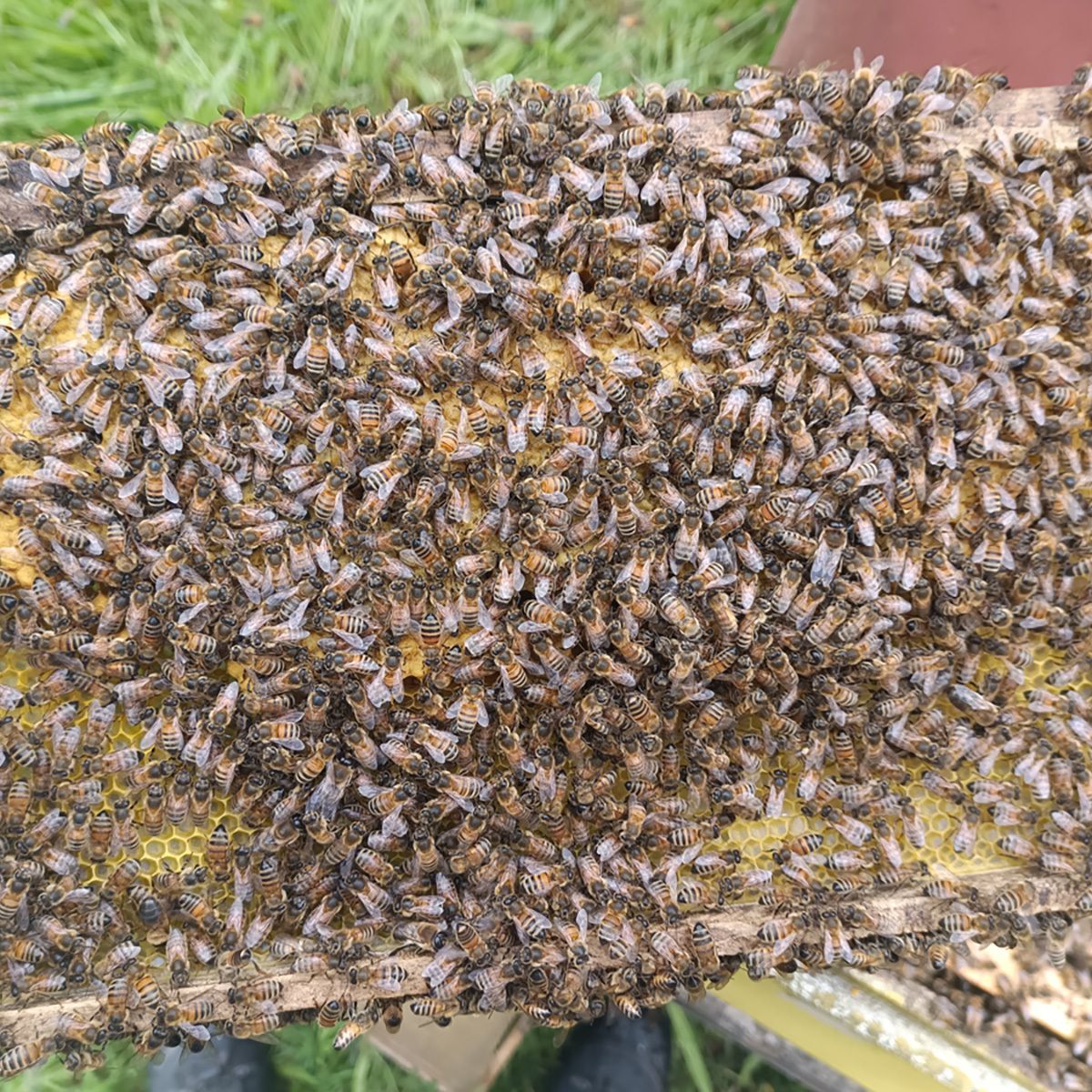BeesBishops's tweet photo. 👑 Find the Queen

👑 Find the Queen.

She’s in this frame.

Longer abdomen. Slight retinue. Blends in well.

Not an easy one.

Reply when you’ve found her — no spoilers.

#Beekeeping #QueenBee https://t.co/OmkiXUHPSR
