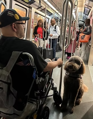 WorkingDogsForVets tweet media