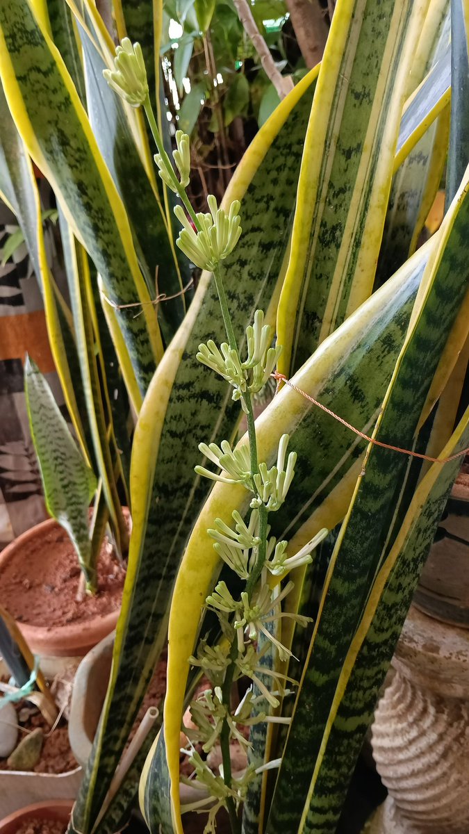 // 🎀me Ninot 🎀🌈💜 tweet media