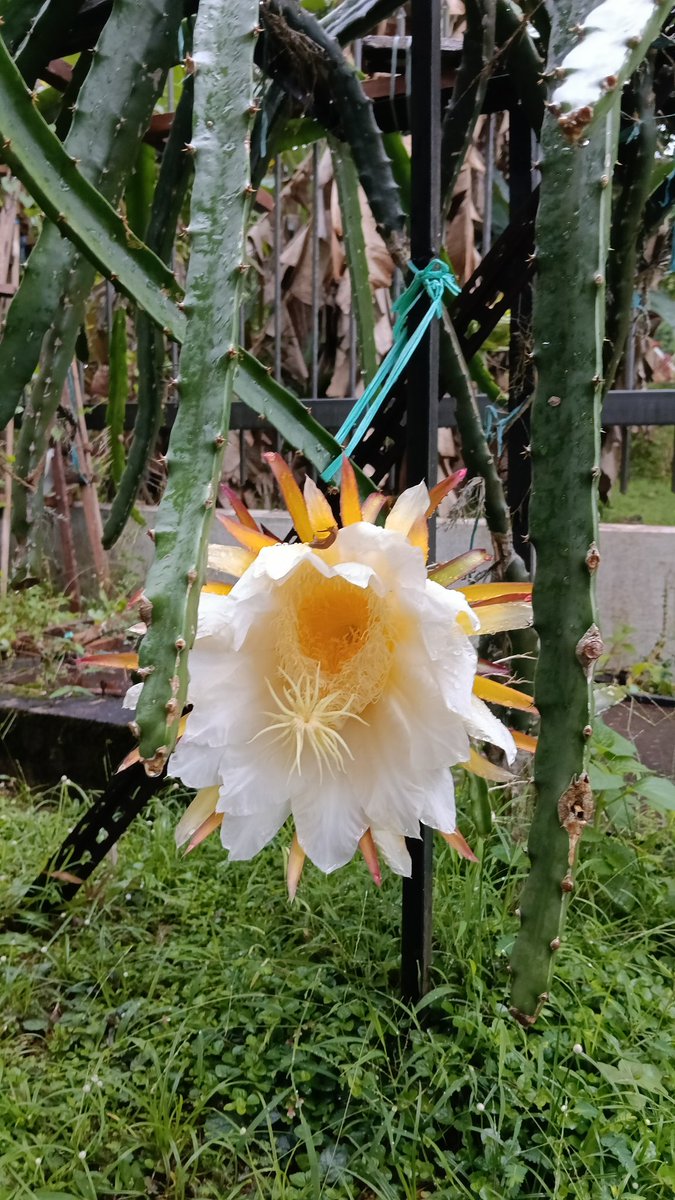 // 🎀me Ninot 🎀🌈💜 tweet media