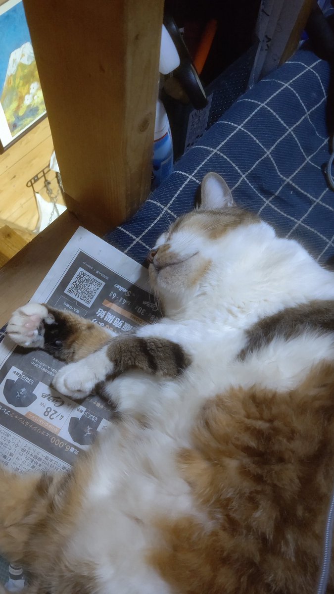 ちび選手 tweet media