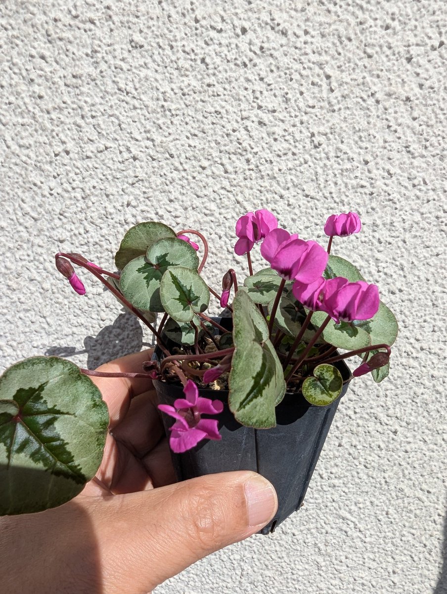 Kirara_9876's tweet photo. #Cyclamen
#coum
#シクラメン
#コウム
Cyclamen.coumの濃色タイプが咲いてくれました♪
濃いブロッチに口元は白いのが可愛くて気に入ってます♪ https://t.co/PcEoOGWfz9