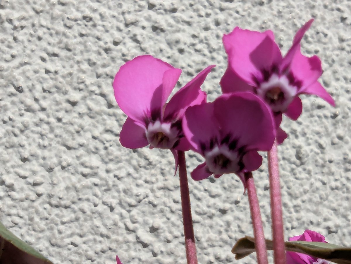Kirara_9876's tweet photo. #Cyclamen
#coum
#シクラメン
#コウム
Cyclamen.coumの濃色タイプが咲いてくれました♪
濃いブロッチに口元は白いのが可愛くて気に入ってます♪ https://t.co/PcEoOGWfz9