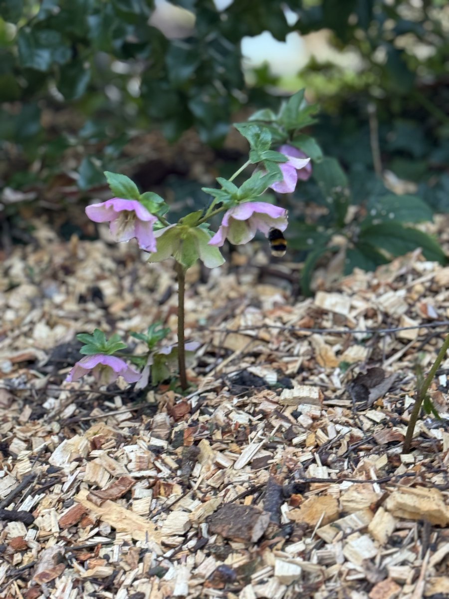 Halton Council tweet media