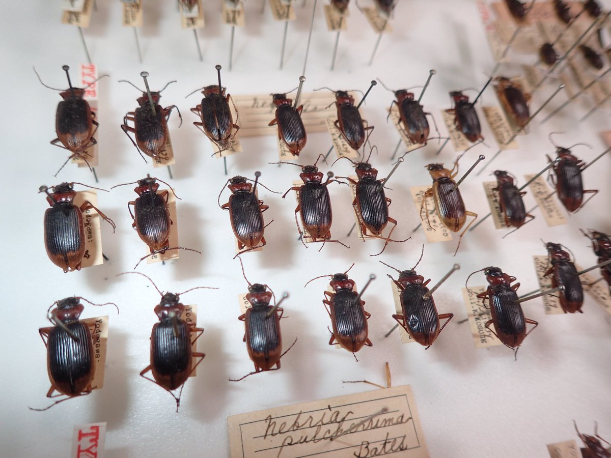 5364mst's tweet photo. 今日は京都市青少年科学センターへ標本調査、ついでに企画展「小椋池の生物標本展」を見学、なかなか見応え有り、見た事が無い植物標本や貝標本は必見だなー。15日迄ですよ。
目的のキベリマルクビゴミムシの斑紋変異が少し分かって良かった https://t.co/uxNNg1YAML