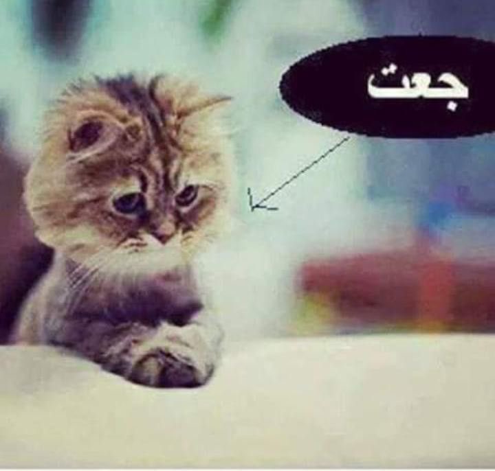 جوديث ~ (@evankhill) on Twitter photo 