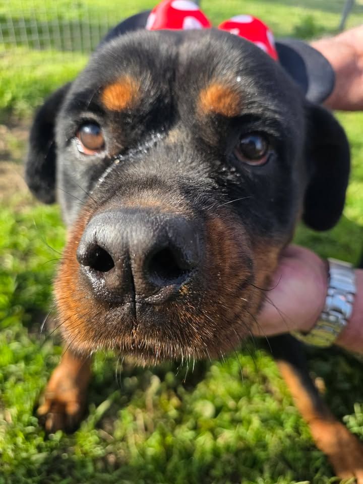 Lei è 𝗫 𝗘 𝗡 𝗔, 
Rottweiler femmina nata il 18/06/2021, di 𝟰 𝙖𝙣𝙣𝙞, in canile da quasi 2 anni, dal 1/09/2024 a seguito di sequestro insieme al suo compagno, un maschio Rottweiler come lei, probabilmente impiegati per attivi [...]