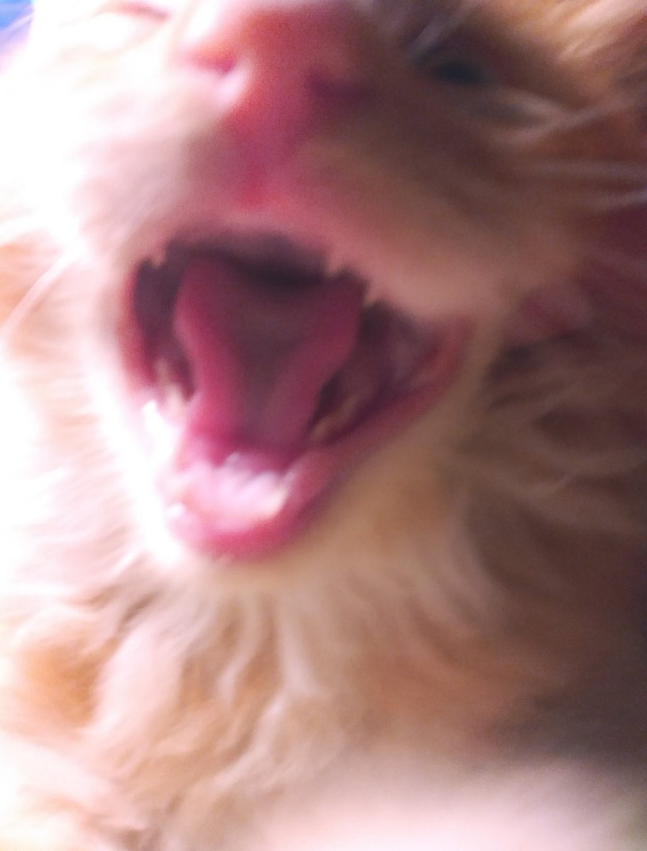 Th4t_Cat tweet media