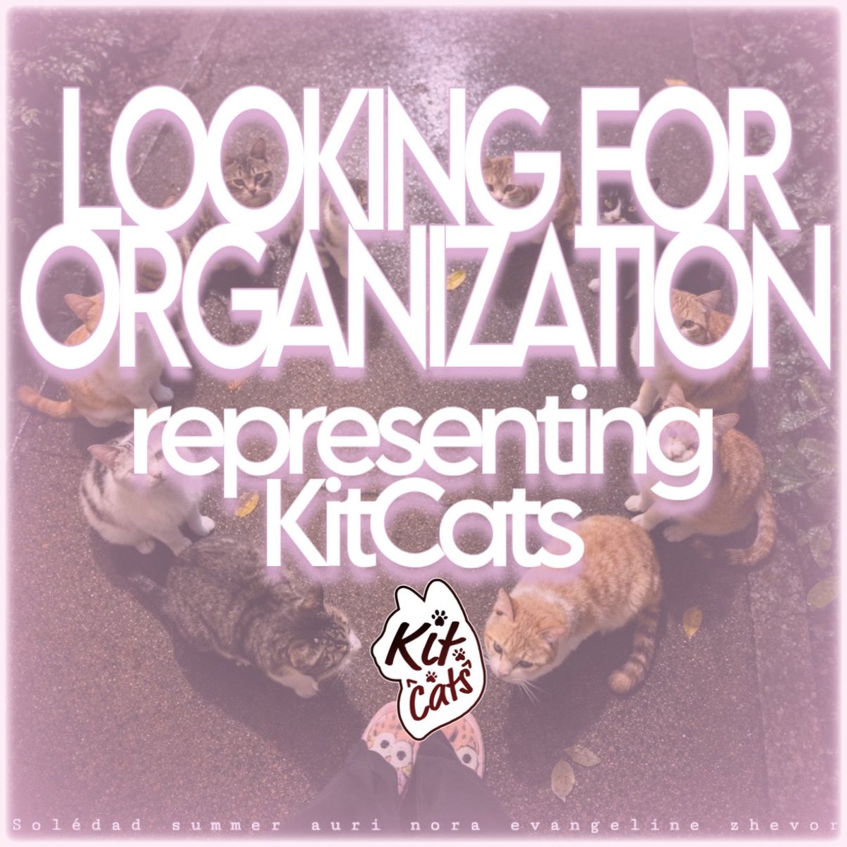 KIT CATS tweet media