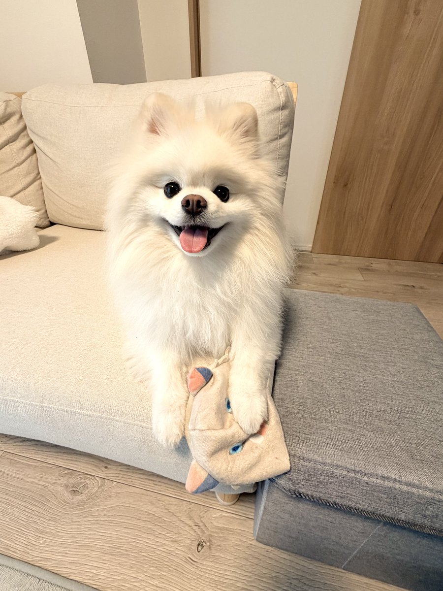 伊之助ボディになるまで毎日腹筋ローラー tweet media