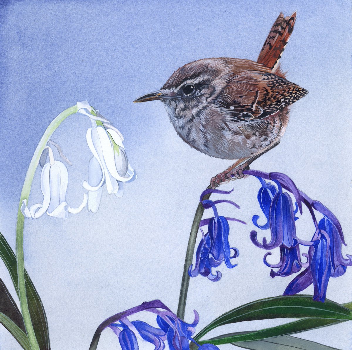 SamCannonArt's tweet image. Instead of fear, terror and war, I offer you watercolours of Jenny Wren's. 
Beautiful, proud, fiesty songbirds. 
All painted with love. 
#WomensArt