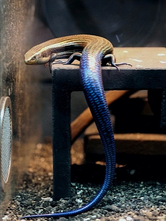 ブルーゲッコーラボ tweet media