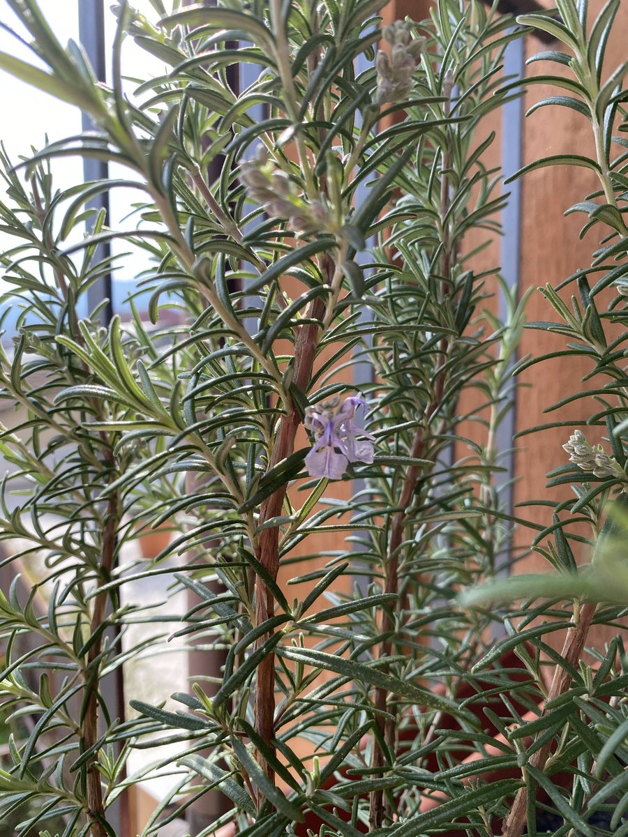 Un fiore non mostra solo bellezza… ma porta con sé un seme dal quale un’altra pianta cresce… tossica o buona che sia…
I nostri fiori… sono i pensieri… che costantemente seminano nuovi eventi… a cui spesso non prestiamo attenzione…