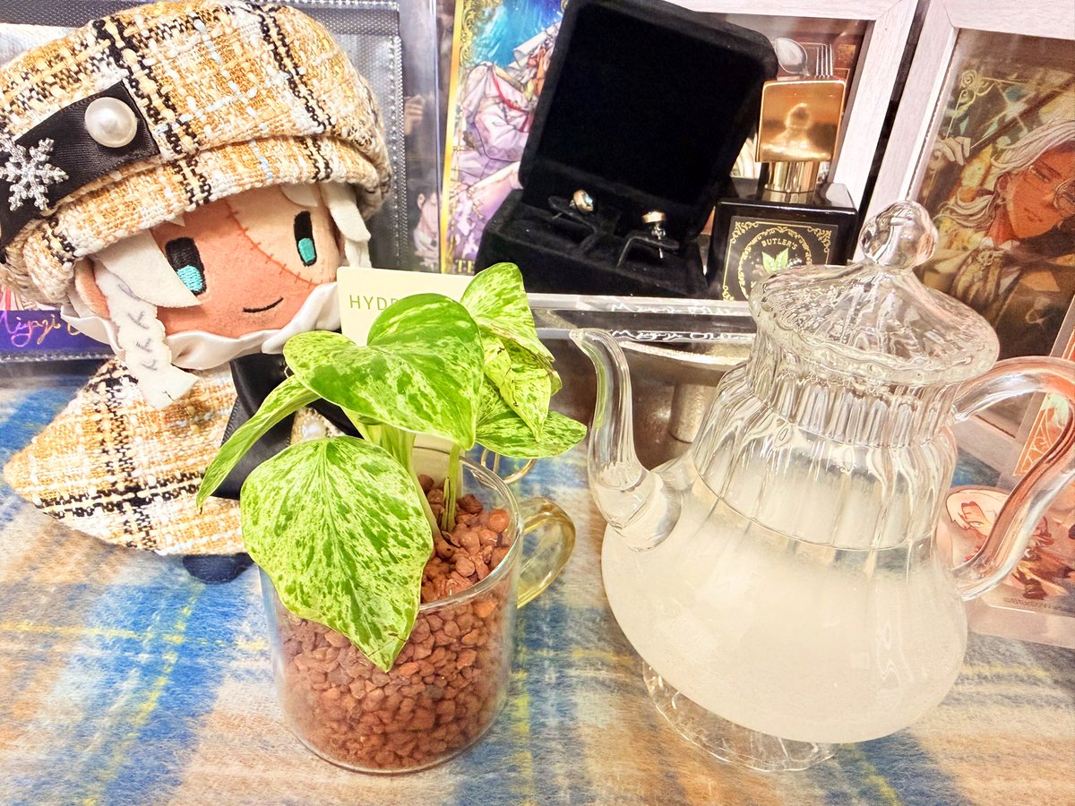 １週間お疲れ様のリフレッシュしてきた！！
帰り際のそらがめちゃ赤くて綺麗だった〜！
あとはポトスとティーポット型のストームグラス買った🪴🫖
かわいくて財布の紐が緩みました( ˶ ᷇ 𖥦 ᷆ ˵ )
