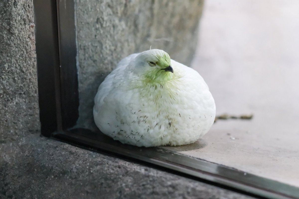 夏が好きなぶた tweet media