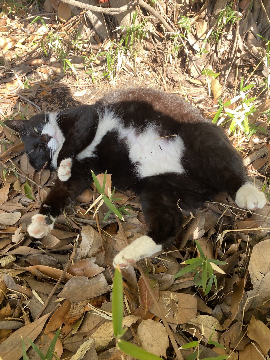 にゃん太郎 (@nyannyan__taro) / Posts / X