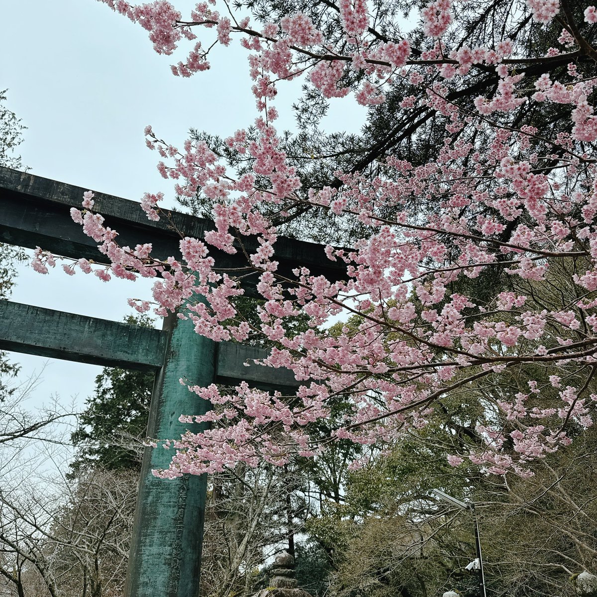 春が近づいてきてますね〜🌸