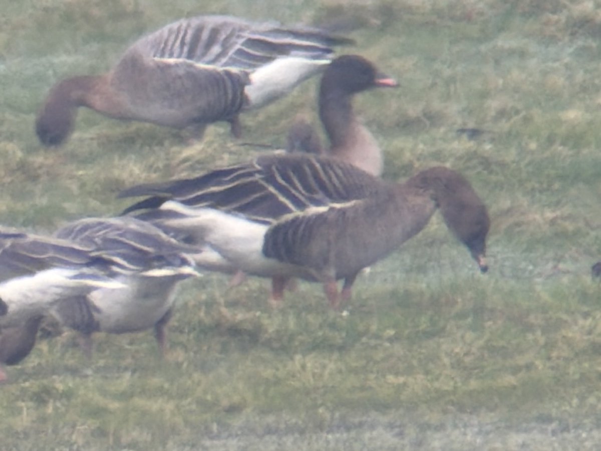 Stuart's birding tweet media