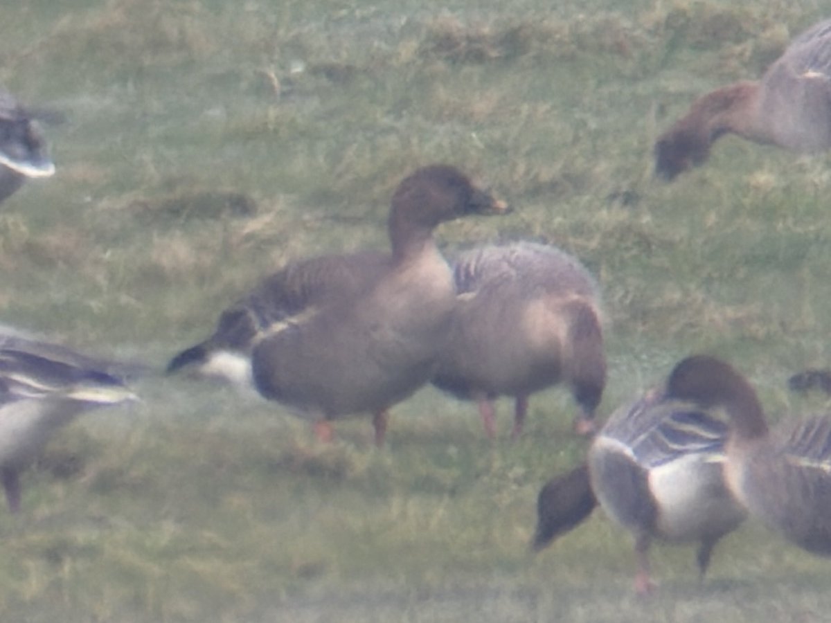 Stuart's birding tweet media