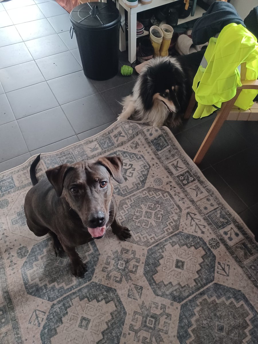 Toni Groth tweet media