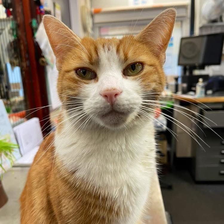 George The Stourbridge Junction Station Cat tweet media