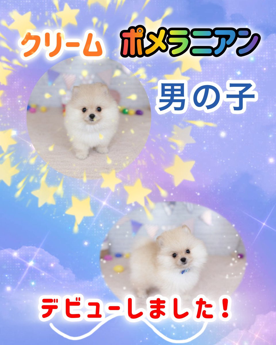 ポメラニアンの男の子🐶 ふわふわクリームカラーが可愛い