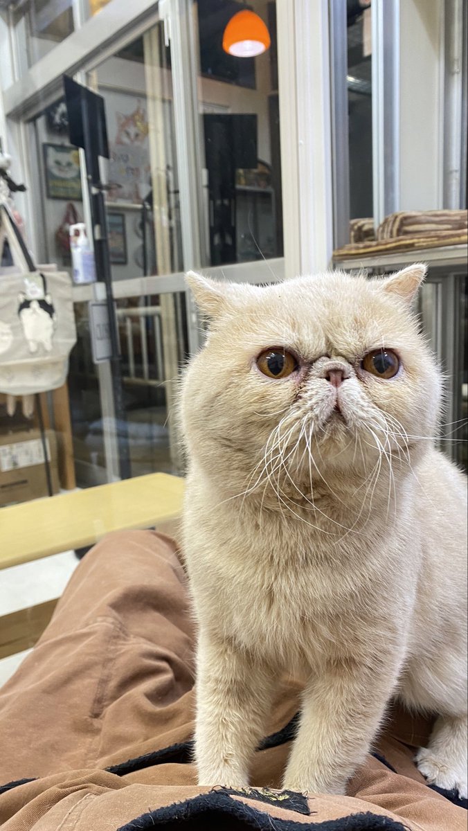 Whiskers Cat tweet media