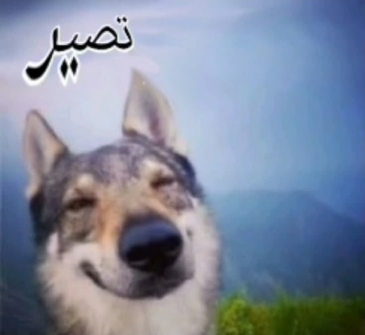 جوديث ~ (@evankhill) on Twitter photo 