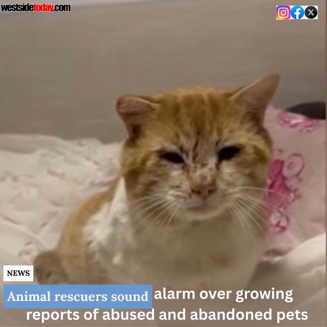 Cat Shot With BB Gun Among Recent Animal Abuse Cases.

westsidetoday.com/2026/03/07/ani…