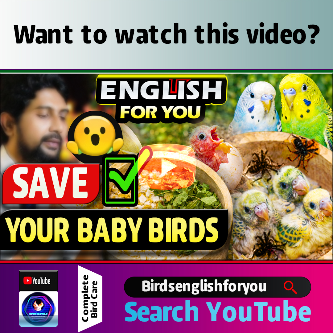 birdsbanglabd's tweet photo. Clean Your Budgie Nest Like This (Protect Baby Birds FAST!)
Want to watch this video?
Search YouTube Birdsenglishforyou
This step-by-step budgie breeding care guide is perfect for:
• Beginner budgie owners
• Bird breeders in the USA
• Pet bird lovers https://t.co/Xow79QVlKE