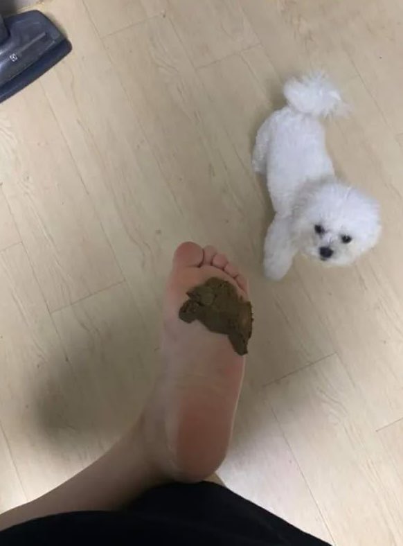 夕飯、犬肉決定