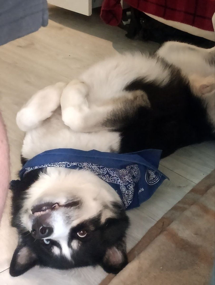 Джедай на отходах tweet media