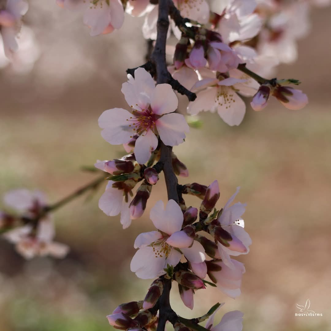 biosylvestris's tweet photo. Almendros en flor 🌸 para recibir marzo. Hacía tiempo que no veíamos en el paisaje castellano una floración tan "natural". En los últimos años, ya por enero, con el calor se adelantaba su floración y luego las heladas no perdonaban...

#almendros #prunusdulcis #floraibérica https://t.co/eDVWzB5yBh