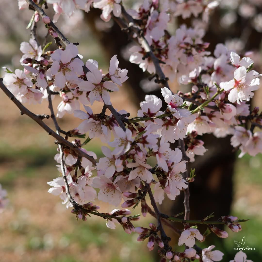 biosylvestris's tweet photo. Almendros en flor 🌸 para recibir marzo. Hacía tiempo que no veíamos en el paisaje castellano una floración tan "natural". En los últimos años, ya por enero, con el calor se adelantaba su floración y luego las heladas no perdonaban...

#almendros #prunusdulcis #floraibérica https://t.co/eDVWzB5yBh