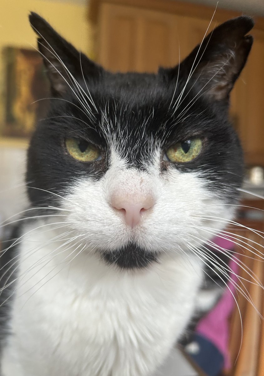 D.V. Catt tweet media