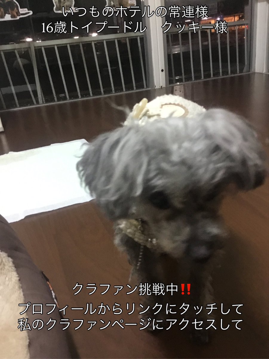 k3shory's tweet photo. いつものお泊まりの時と　ちょっと違う
いつもより多く寝る　ご飯の食べっぷり
些細な事に気をつける　ん？
様子観ます　日常を記録アプリ開発したい
クラファン挑戦中　プロフィールからリンクタッチ
#老犬 #老犬介護 #老猫 #クラファン挑戦中 #campfire https://t.co/KnLIizMMbr
