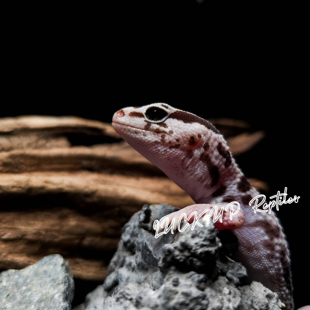 ニシアフリカトカゲモドキ ホワイトアウトオレオ(No.24047) 24年7月