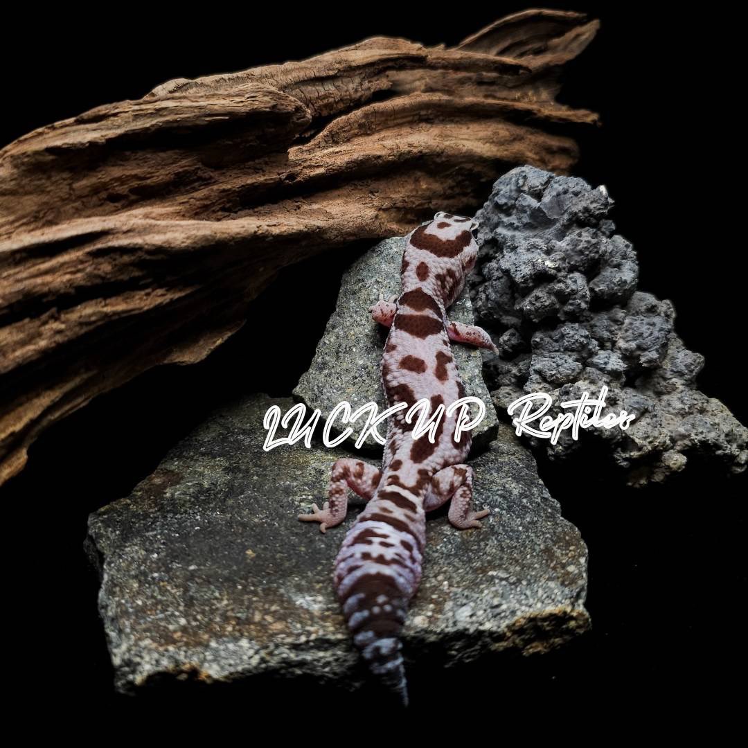 ニシアフリカトカゲモドキ ホワイトアウトオレオ(No.24047) 24年7月