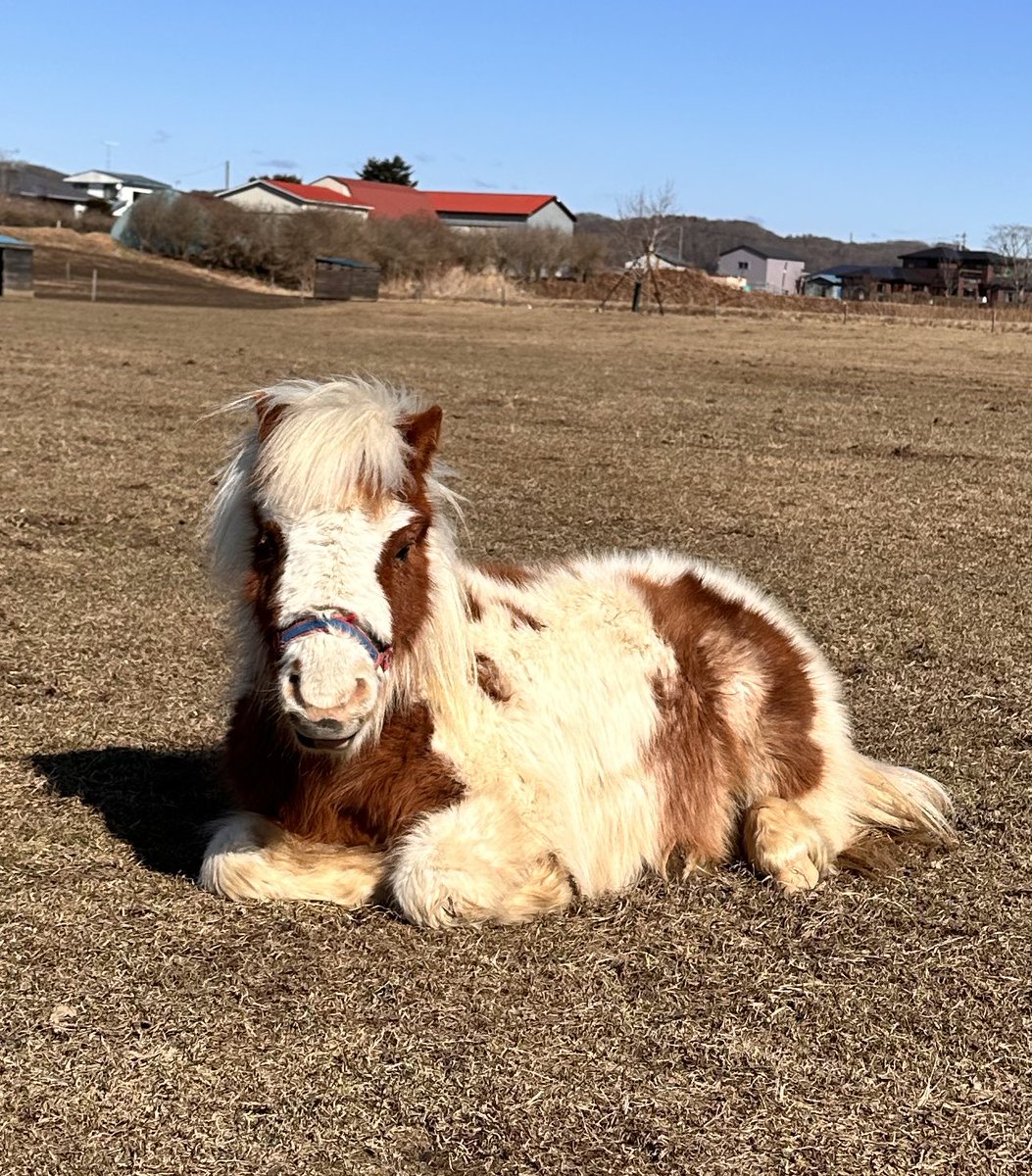 マイケル tweet media
