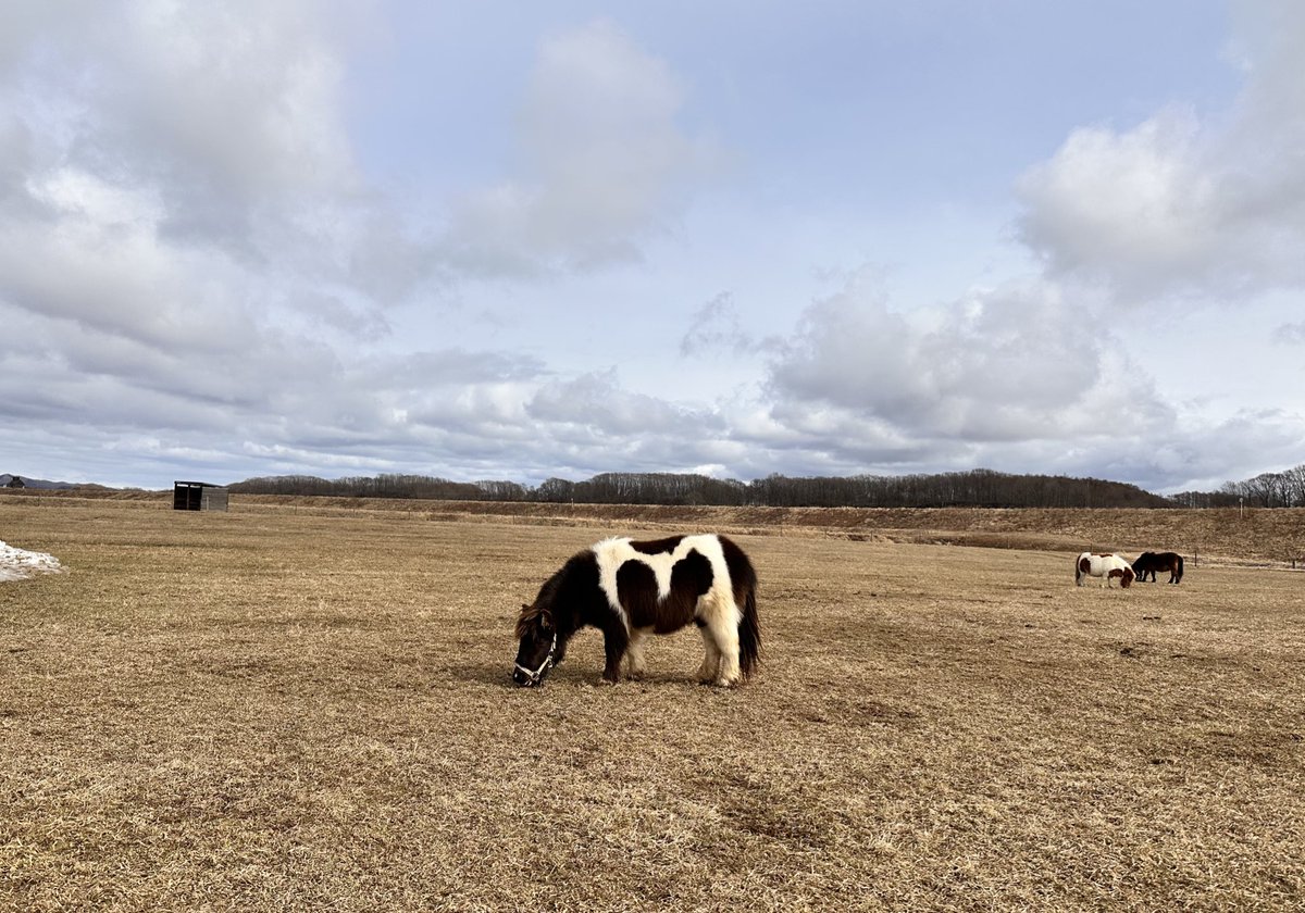 マイケル tweet media