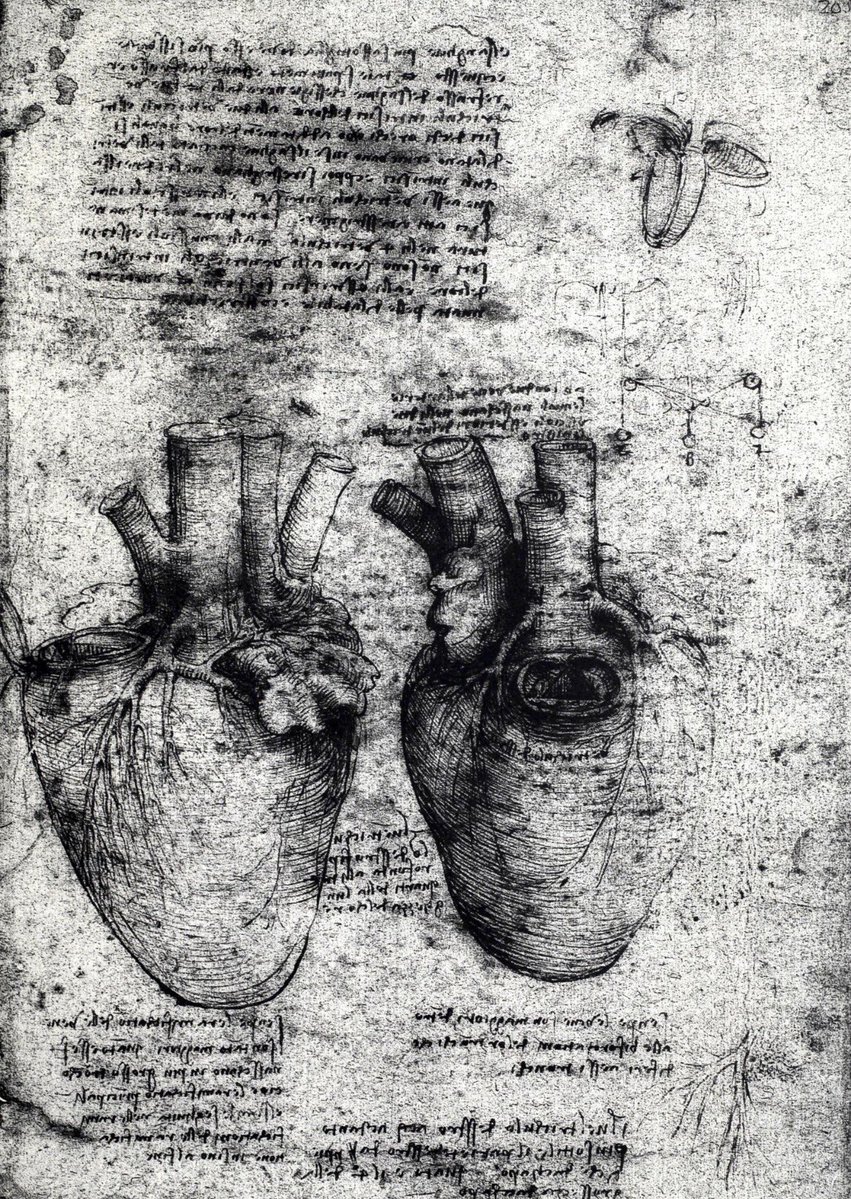 Hemarina tweet media