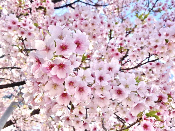 桜が咲いていました いよいよ来週から個展が始まるよ〜〜