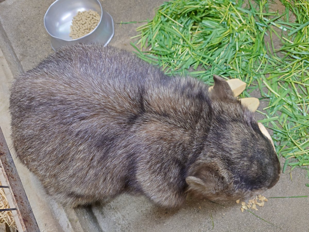 chausuyamazoo's tweet photo. ウォレスくんのうぉ食事🌿
もりもり食べていまぁす😋✨
#ウォンバット #ウォレス #wombat
#ちゃむちゃむ🍠 #まぁるい😊💗
#茶臼山動物園 #城山動物園 https://t.co/Wldh7aUCoG