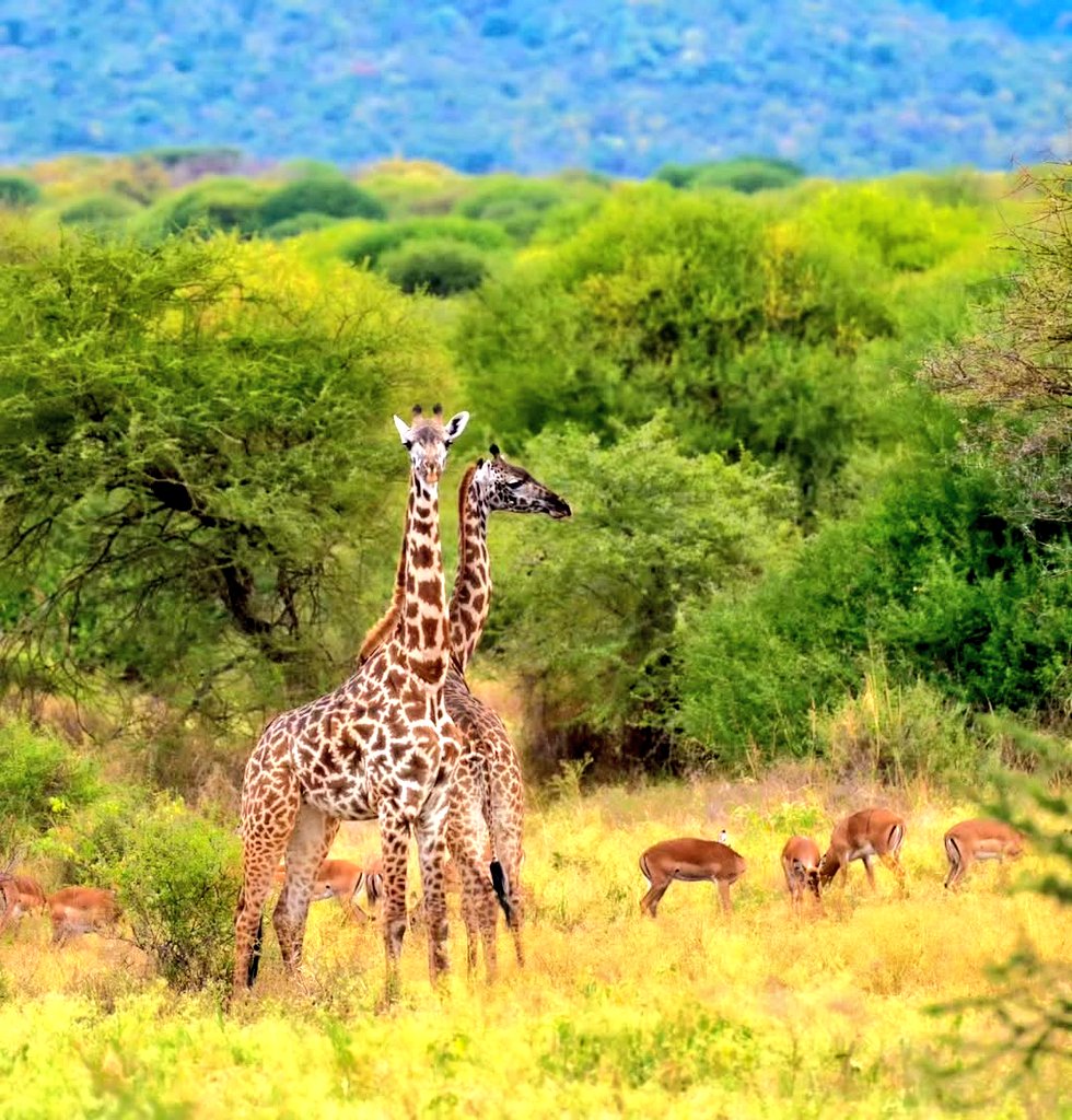 VisitMakuyuni's tweet photo. Explore Makuyuni Wildlife Park. @TimesTanzania @TzTawa https://t.co/pDrNVnx5gj