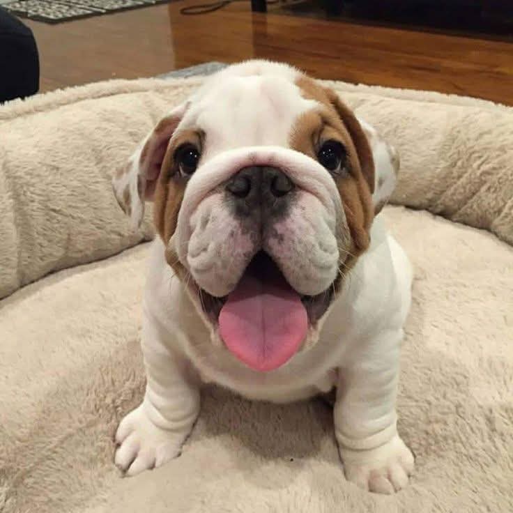 Rate of cuteness  1-10 😊