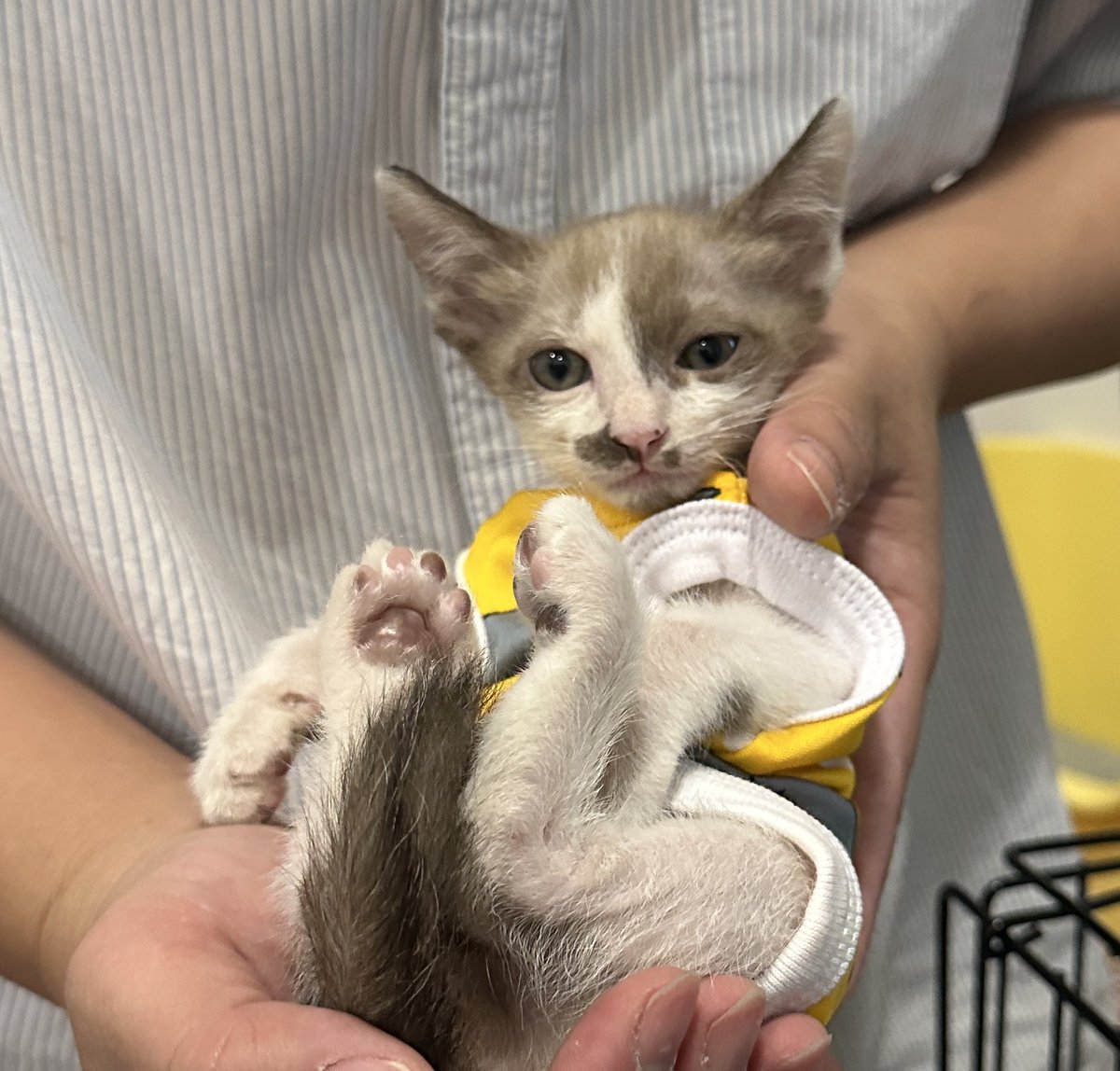 เทอคือ ? คนเก็บอึของผม หรอ ตั้งใจเลี้ยงผมด้วยล่ะ