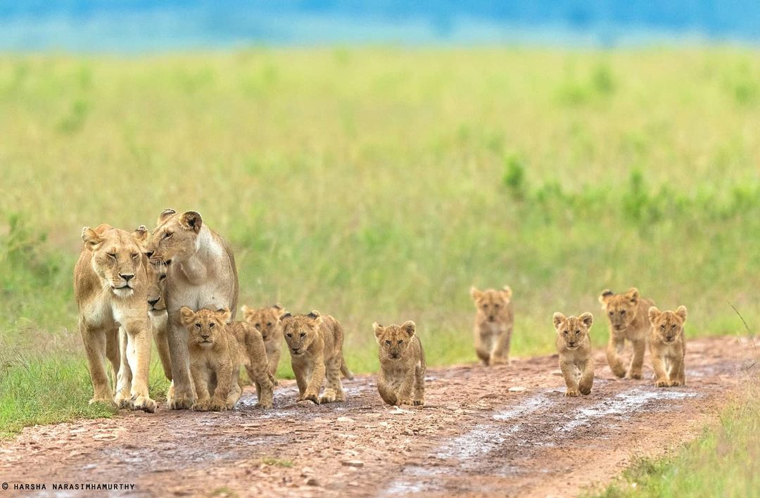 AfricaFirsts's tweet photo. 🦁 Countries with the most Lions:

1. 🇹🇿 Tanzania – 14,500
2. 🇿🇦 South Africa – 3,284
3. 🇧🇼 Botswana – 3,063
4. 🇰🇪 Kenya – 2,515
5. 🇿🇲 Zambia – 2,349
6. 🇿🇼 Zimbabwe – 1,362
7. 🇪🇹 Ethiopia – 1,239
8. 🇸🇸 South Sudan – 866
9. 🇳🇦 Namibia – 801
10. 🇲🇿 Mozambique – 678
11. 🇮🇳 India – 674
12. 🇺🇬 Uganda – 493
13. 🇨🇲 Cameroon – 270
14. 🇨🇩 DR Congo – 210
15. 🇸🇩 Sudan – 183
16. 🇧🇫 Burkina Faso – 155
17. 🇳🇪 Niger – 134
18. 🇧🇯 Benin – 120
19. 🇹🇩 Chad – 115
20. 🇳🇬 Nigeria – 50

Source: World Population Review